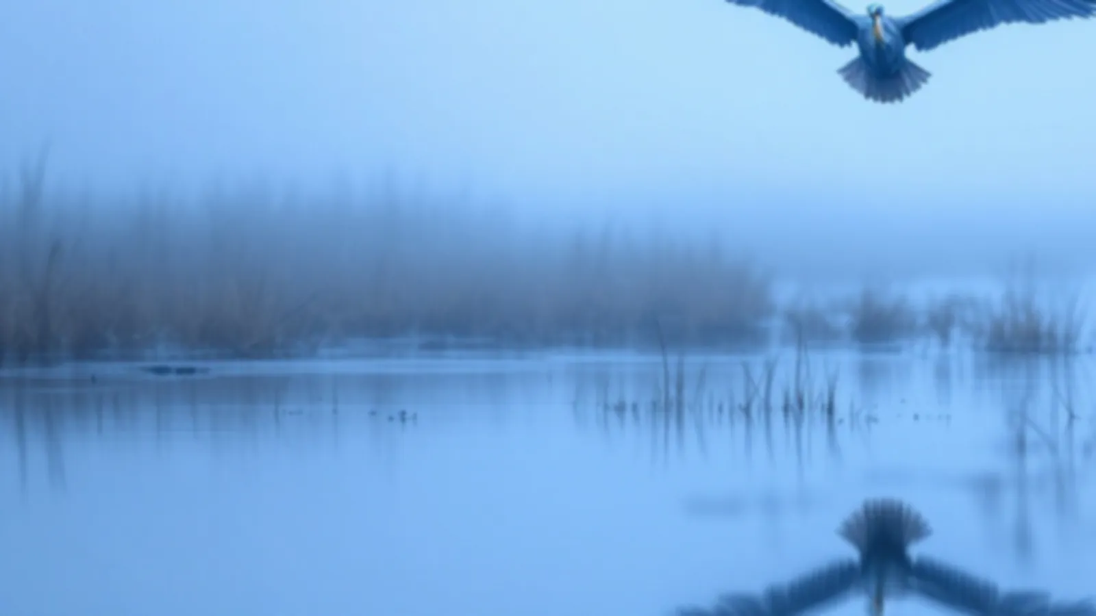 Misty marsh water at dawn with reeds in soft blue light, the CreditHeron view of loans for fair credit online, $100 – $5,000